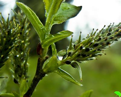 Salix aegyptiaca